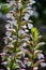 Close-up of acanthus and bee flowers, with selective focus,