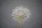 Close up of achenes or blowball of Tragopogon pratensis or Jack-go-to-bed-at-noon, meadow salsify and meadow goat`s-beard