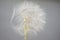Close up of achenes or blowball of Tragopogon pratensis or Jack-go-to-bed-at-noon, meadow salsify and meadow goat`s-beard