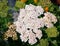 Close up of Achillea, Yarrow.