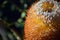 Close up of an Acorn Banksia inflorescence