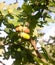 Close up acorn hanging on tree in end of summer autumn