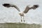 A close up action photograph of a seagull in flight