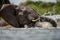 A close up action portrait of a submerged swimming elephant