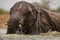 A close up action portrait of a submerged swimming elephant