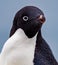 Close up of adele penguin on Antarctica