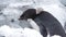 Close up of an Adelie penguin in Antarctica