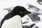 A close up of an Adelie Penguin head