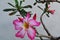 Close up adenium flowers in nature