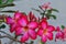 Close up adenium flowers in nature