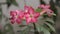 Close-up of adenium obesum flower blown by the wind