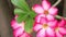 Close up of Adenium obesum tropical or Desert rose tropical flower blooming