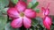 Close up of adenium pink flower in garden