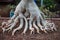 Close up of adenium roots