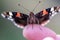 Close up of a Admiral butterfly sitting on my finger