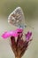 Close-up of an Adonis Blue butterfly sitting on a pink flower