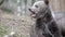 Close-up of adorable baby bear cub sitting and biting branch