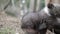 Close-up of adorable baby bear cub sitting and biting branch