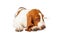 Close Up of Adorable Basset Hound Dog