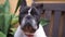 Close-up of adorable black and white colored French dog