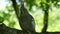 Close up of an adorable curious Cockatiel parrot Nymphicus hollandicus perching on a tree branch. Detail shot of cute Weiro bird