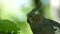 Close up of an adorable curious Cockatiel parrot Nymphicus hollandicus perching on a tree branch. Detail shot of cute Weiro bird