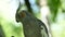 Close up of an adorable curious Cockatiel parrot Nymphicus hollandicus perching on a tree branch. Detail shot of cute Weiro bird