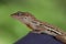 Close-up of an adorable gecko lizard against blurry background