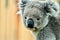 A Close-Up of an Adorable Koala