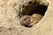 Close-up of an adorable Mexican prairie dog (Cynomys mexicanus) in burrow in the ground