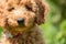 Close-up of an adorable mini poodle dog.