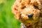 Close-up of an adorable mini poodle dog.