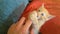 CLOSE UP Adorable orange tabby cat nibbles on girls fingers while lying on couch