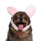 Close up of adorable panting pomeranian with pink rabbit ears