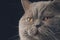 Close up of adorable scottish straight cat on dark background