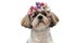 Close up of adorable Shih Tzu puppy wearing flower crown