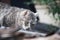 Close-up adorable shorthair striped gray cat with green eyes on a gray slate roof