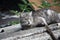 Close-up adorable shorthair striped gray cat with green eyes on a gray slate roof