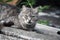 Close-up adorable shorthair striped gray cat with green eyes on a gray slate roof