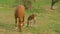 CLOSE UP: Adorable shot of a mare and foal pasturing in the serene countryside
