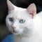 close up of an adorable white cat generative AI