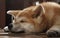 Close up on Adorbale Akita inu dog face sleeping