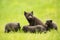 Close-up of an adult Arctic fox with cubs