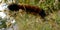 Close-up of adult banded woolly bear caterpillar