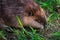 Close Up of Adult Beaver Castor canadensis Sitting in Grass Summer