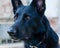 Close-up of adult of Black german breed dog portrait