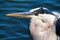 Close up of adult breeding Great Blue Heron with shaggy plumes on the back and neck