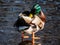 Close-up of adult, breeding male mallard or wild duck (Anas platyrhynchos)