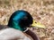 Close-up of adult, breeding male mallard or wild duck (Anas platyrhynchos) with a glossy bottle-green head