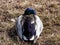 Close-up of adult, breeding male mallard or wild duck (Anas platyrhynchos) with a glossy bottle-green and purple head